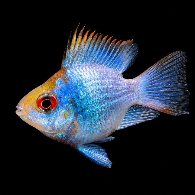 Electric German Blue Ram (Balloon) 2-4cm - Nano Tanks Australia