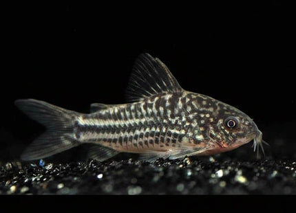 Elegant Corydoras (Corydoras elegans) 3cm - Nano Tanks Australia