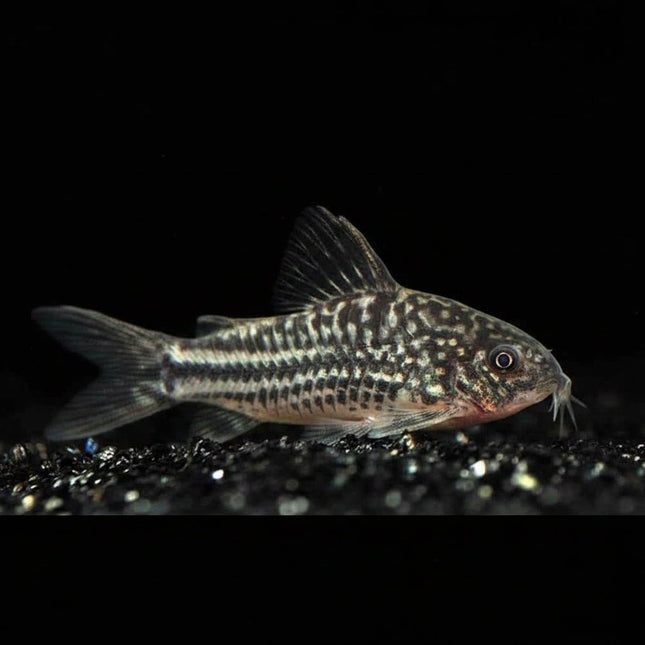 Elegant Corydoras (Corydoras elegans) 3cm - Nano Tanks Australia