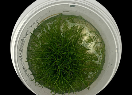 Eleocharis Belem Hairgrass Large Tub - Reservoir Aquatics