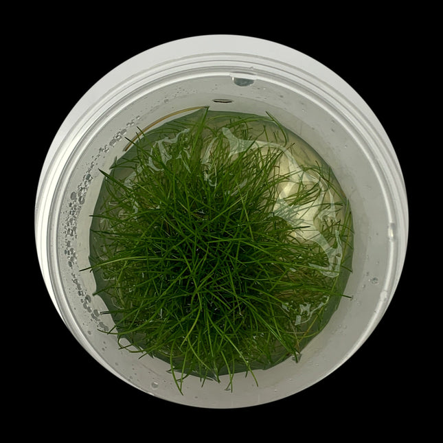 Eleocharis Belem Hairgrass Large Tub - Reservoir Aquatics