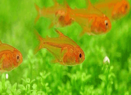 Ember Tetra 1-2cm - Nano Tanks Australia