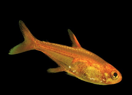 Ember Tetra 1-2cm - Nano Tanks Australia