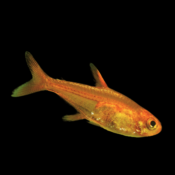 Ember Tetra 1-2cm - Nano Tanks Australia
