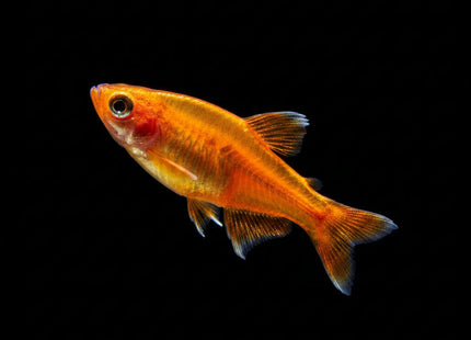 Ember Tetra (Hyphessobrycon amandae) 1.5 cm - Nano Tanks Australia