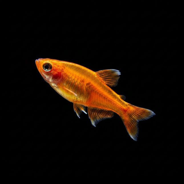 Ember Tetra (Hyphessobrycon amandae) 1.5 cm - Nano Tanks Australia