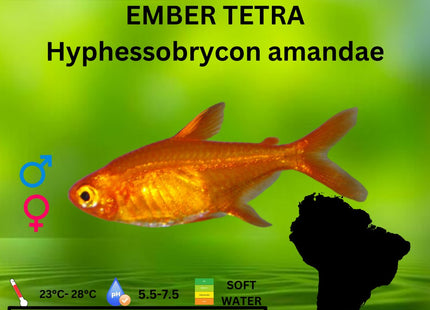 Ember Tetras Hyphessobrycon amandae Average Size 1.5cm - Nano Tanks Australia Aquarium Shop
