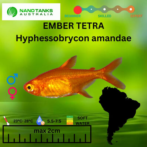 Ember Tetras Hyphessobrycon amandae Average Size 1.5cm - Nano Tanks Australia Aquarium Shop