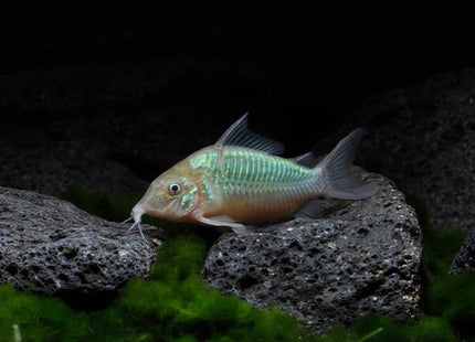 Emerald Catfish Brochis Splendens - Nano Tanks Australia