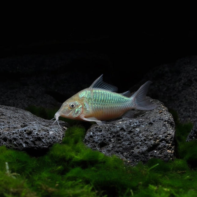 Emerald Catfish Brochis Splendens - Nano Tanks Australia