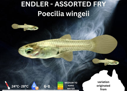 Endler - Assorted Fry (Poecillia wingei) 0.5cm - 1cm - Nano Tanks Australia Aquarium Shop