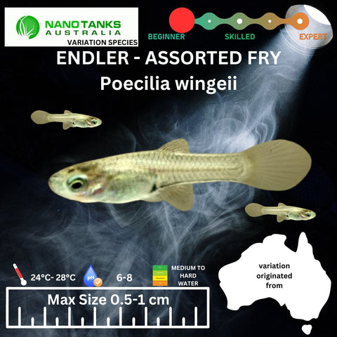 Endler - Assorted Fry (Poecillia wingei) 0.5cm - 1cm - Nano Tanks Australia Aquarium Shop