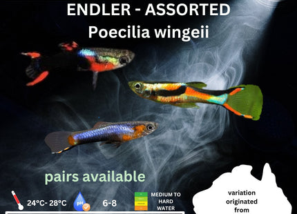 Endler - Assorted (Poecillia wingei) 3 - 5cm - Nano Tanks Australia Aquarium Shop