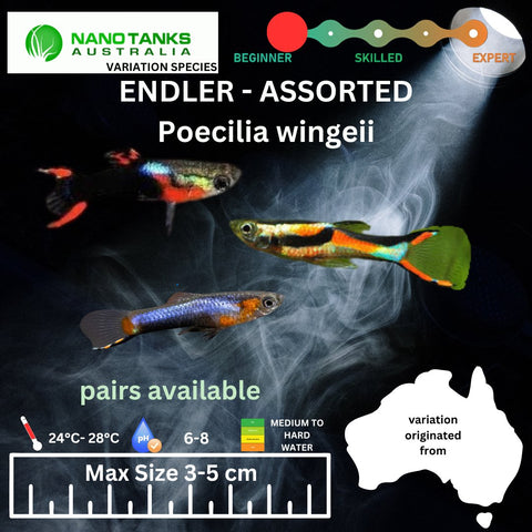 Endler - Assorted (Poecillia wingei) 3 - 5cm - Nano Tanks Australia Aquarium Shop