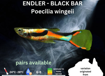 Endler - Black Bar (Poecillia wingei) 3 - 5cm - Nano Tanks Australia Aquarium Shop