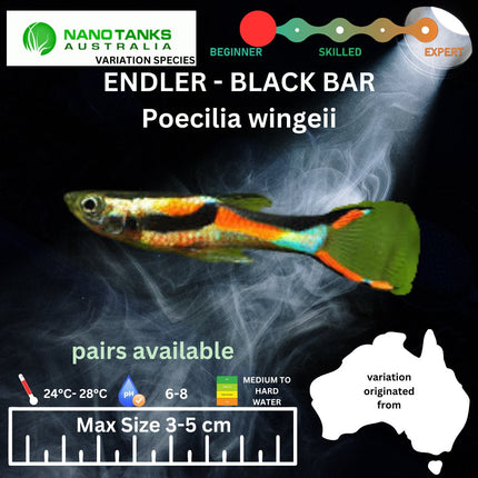 Endler - Black Bar (Poecillia wingei) 3 - 5cm - Nano Tanks Australia Aquarium Shop