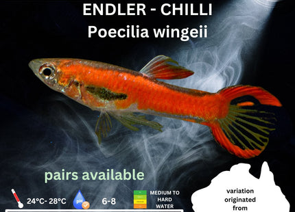 Endler - Chilli (Poecillia wingei) 3 - 5cm - Nano Tanks Australia Aquarium Shop