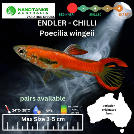 Endler - Chilli (Poecillia wingei) 3 - 5cm - Nano Tanks Australia Aquarium Shop