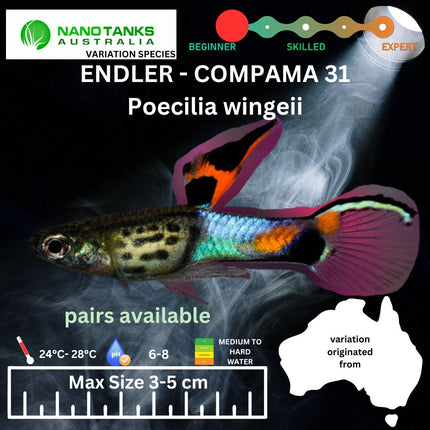 Endler - COMPAMA 31 (Poecillia wingei) 3 - 5cm - Nano Tanks Australia Aquarium Shop