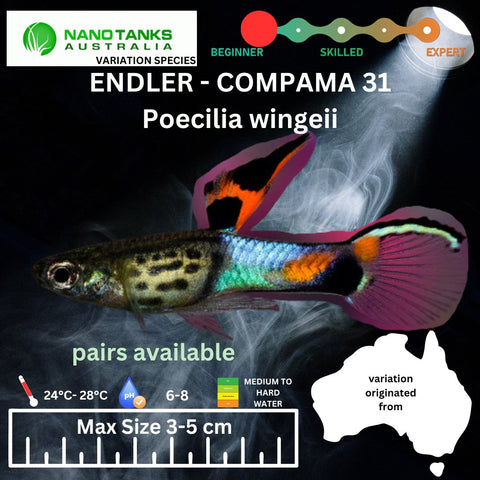 Endler - COMPAMA 31 (Poecillia wingei) 3 - 5cm - Nano Tanks Australia Aquarium Shop