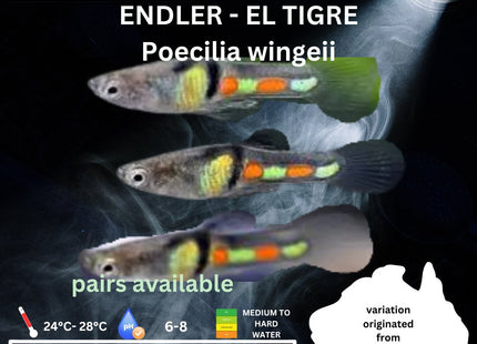 Endler - EL TIGRE (Poecillia wingei) 3 - 5cm - Nano Tanks Australia Aquarium Shop