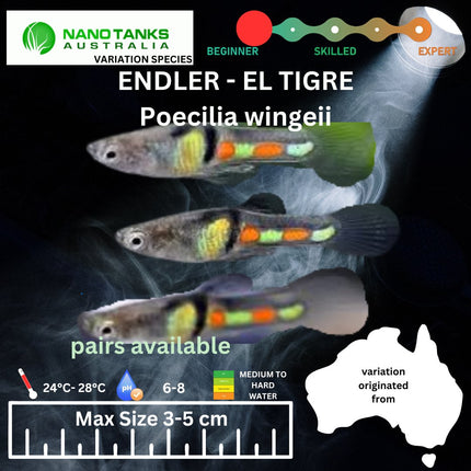 Endler - EL TIGRE (Poecillia wingei) 3 - 5cm - Nano Tanks Australia Aquarium Shop