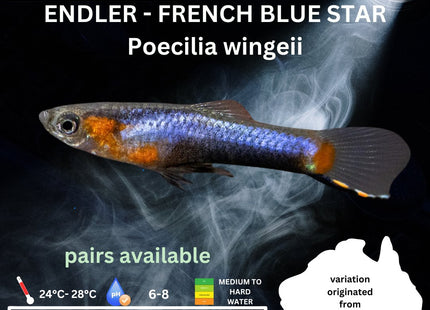 Endler - French Blue Star (Poecillia wingei) 3 - 5cm - Nano Tanks Australia Aquarium Shop