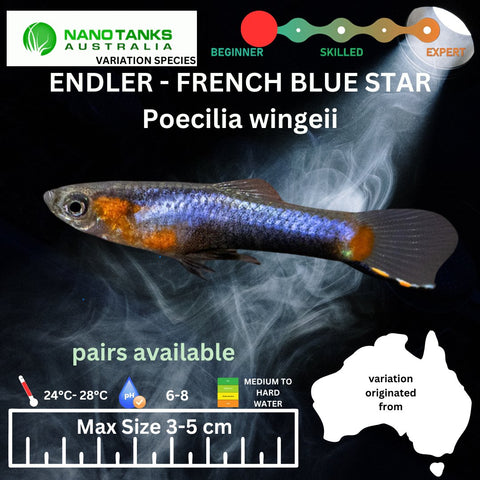 Endler - French Blue Star (Poecillia wingei) 3 - 5cm - Nano Tanks Australia Aquarium Shop