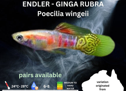Endler - GINGA RUBRA (Poecillia wingei) 3 - 5cm - Nano Tanks Australia Aquarium Shop