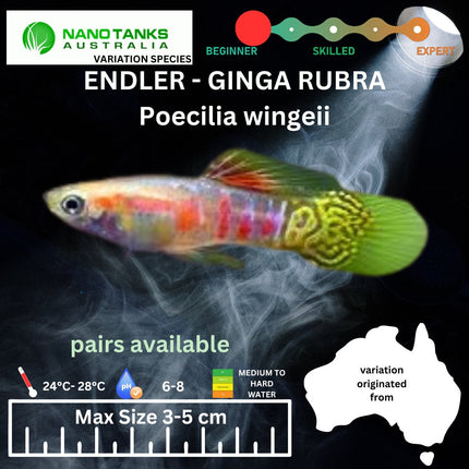 Endler - GINGA RUBRA (Poecillia wingei) 3 - 5cm - Nano Tanks Australia Aquarium Shop