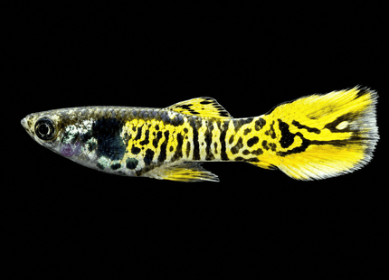 Endler - Gold / Green Tiger (Poecillia wingei) 3-5cm - Nano Tanks Australia
