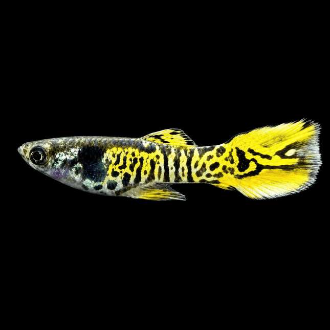 Endler - Gold / Green Tiger (Poecillia wingei) 3-5cm - Nano Tanks Australia