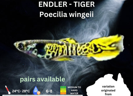 Endler - Gold / Green Tiger (Poecillia wingei) 3 - 5cm - Nano Tanks Australia Aquarium Shop