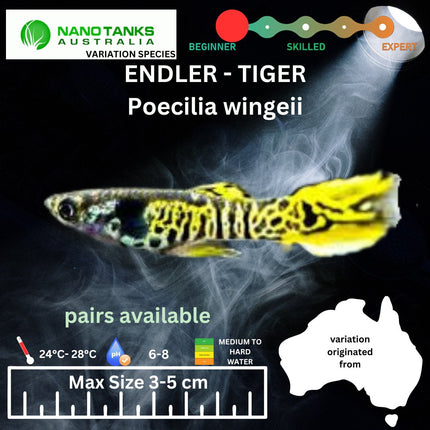 Endler - Gold / Green Tiger (Poecillia wingei) 3 - 5cm - Nano Tanks Australia Aquarium Shop