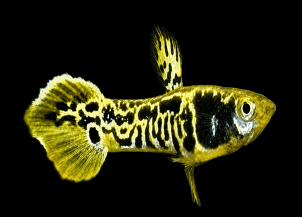 Endler - Gold / Green Tiger (Poecillia wingei) 3-5cm - Nano Tanks Australia
