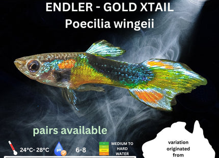 Endler - GOLD XTAIL (Poecillia wingei) 3 - 5cm - Nano Tanks Australia Aquarium Shop