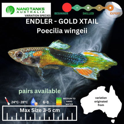 Endler - GOLD XTAIL (Poecillia wingei) 3 - 5cm - Nano Tanks Australia Aquarium Shop