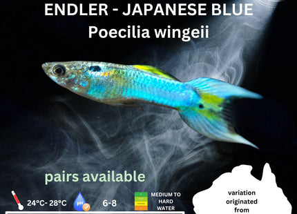Endler - Japanese Blue (Poecillia wingei) 3 - 5cm - Nano Tanks Australia Aquarium Shop