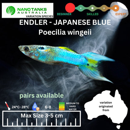 Endler - Japanese Blue (Poecillia wingei) 3 - 5cm - Nano Tanks Australia Aquarium Shop