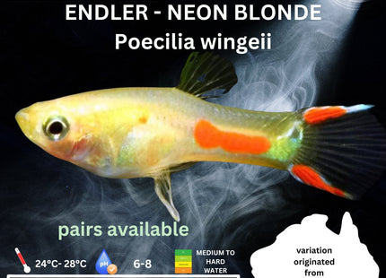 Endler - NEON BLONDE (Poecillia wingei) 3 - 5cm - Nano Tanks Australia Aquarium Shop