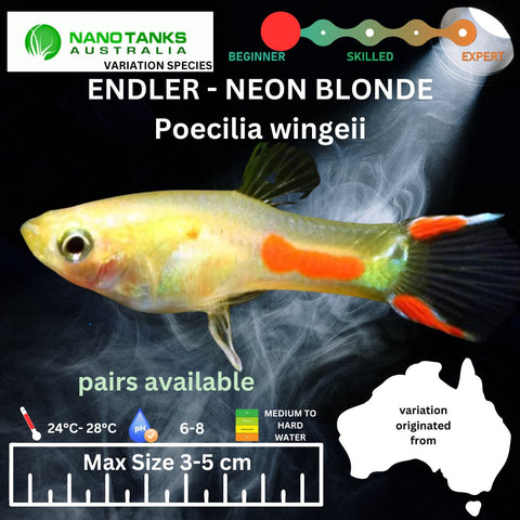 Endler - NEON BLONDE (Poecillia wingei) 3 - 5cm - Nano Tanks Australia Aquarium Shop