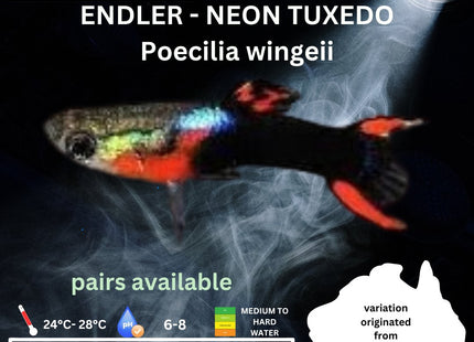 Endler - Neon Tuxedo (Poecillia wingei) 3 - 5cm - Nano Tanks Australia Aquarium Shop