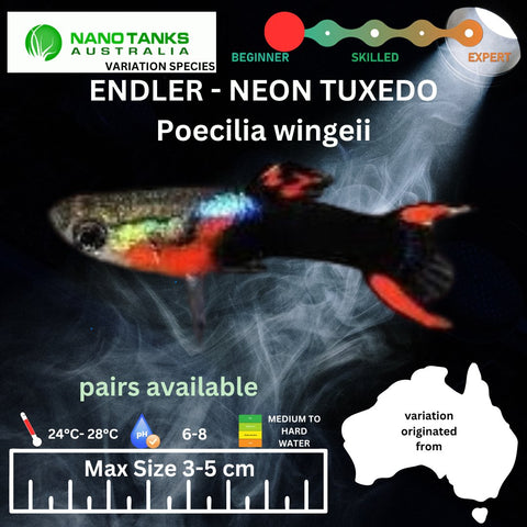 Endler - Neon Tuxedo (Poecillia wingei) 3 - 5cm - Nano Tanks Australia Aquarium Shop