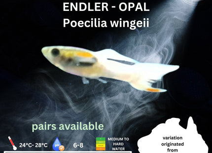 Endler - OPAL (Poecillia wingei) 3 - 5cm - Nano Tanks Australia Aquarium Shop