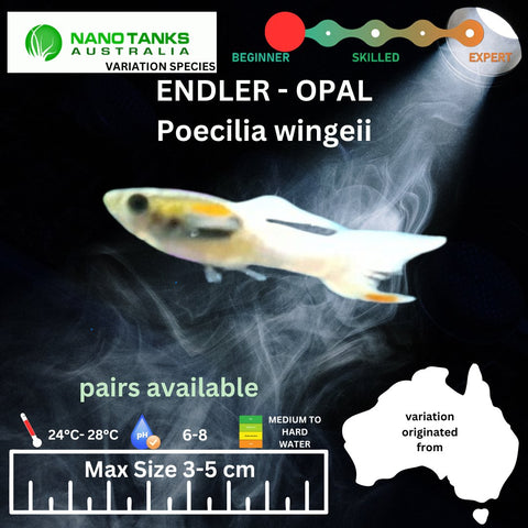 Endler - OPAL (Poecillia wingei) 3 - 5cm - Nano Tanks Australia Aquarium Shop