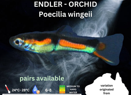 Endler - ORCHID (Poecillia wingei) 3 - 5cm - Nano Tanks Australia Aquarium Shop