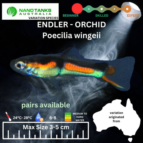 Endler - ORCHID (Poecillia wingei) 3 - 5cm - Nano Tanks Australia Aquarium Shop