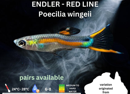 Endler - Red Line (Poecillia wingei) 3 - 5cm - Nano Tanks Australia Aquarium Shop