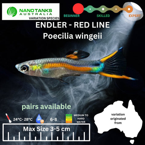 Endler - Red Line (Poecillia wingei) 3 - 5cm - Nano Tanks Australia Aquarium Shop