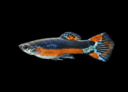 Endler - SANTA MARIA (Poecillia wingei) 3-5cm - Nano Tanks Australia